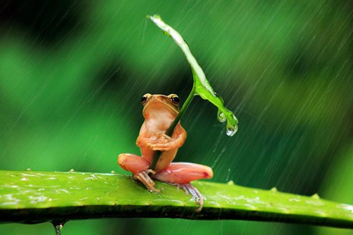 A tree frog clutches a leaf angled towards the rain for shelter in Jember, East Java